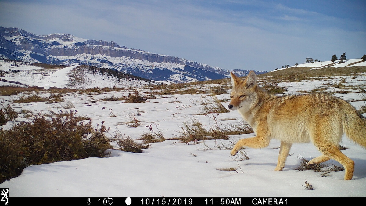 Coyotes Thriving Despite Pressures From Humans and Predators, Study Finds [Video]