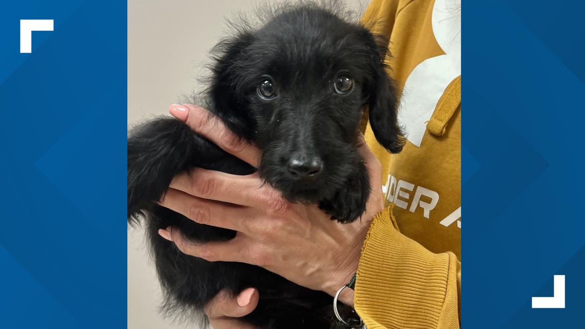 Shelter workers find a puppy in a plastic tote [Video]