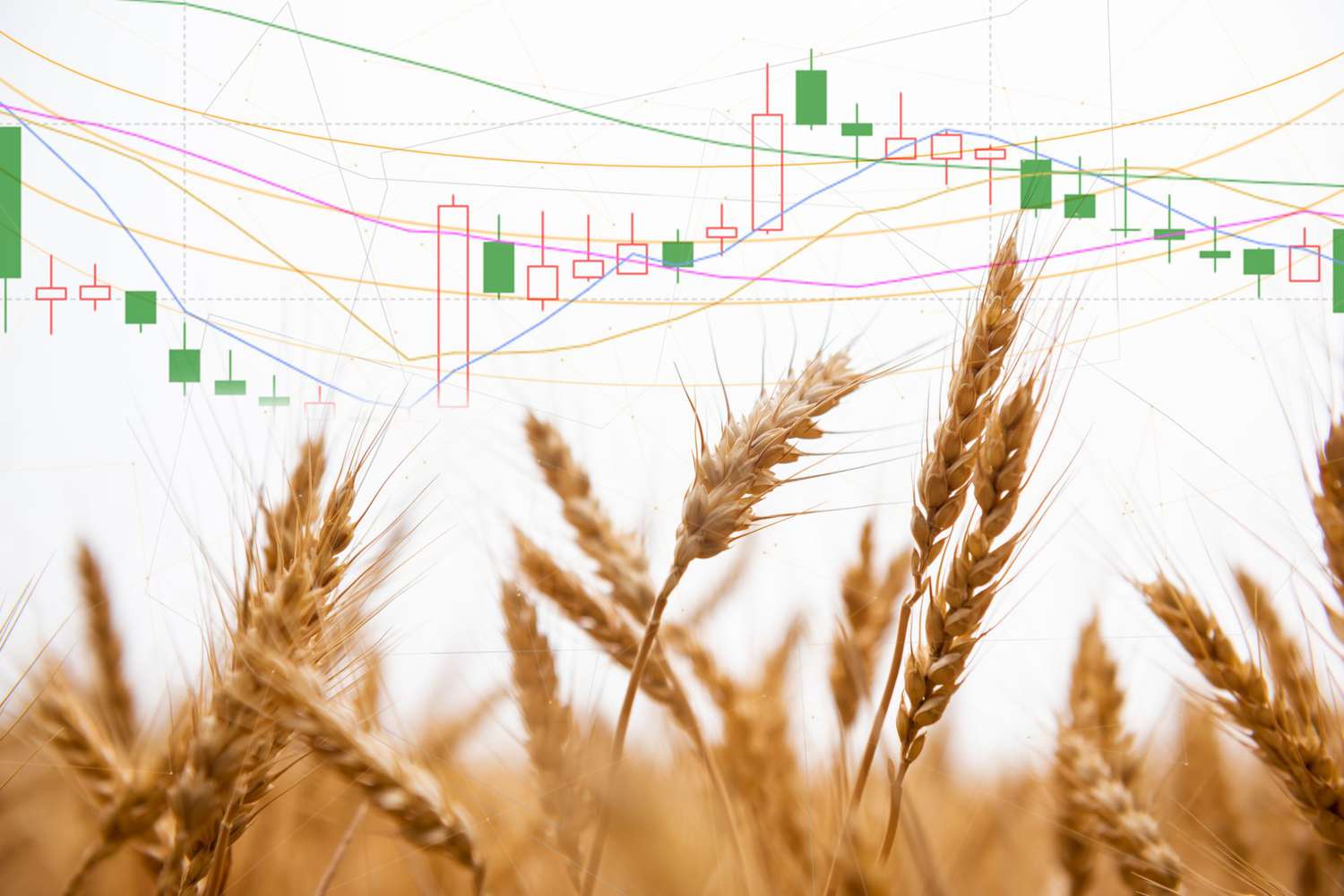 Wheat ends the day lower [Video]