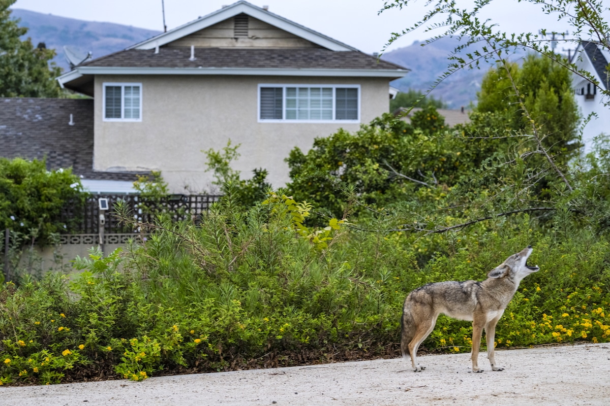 Wildland-Urban Interface Areas Have Increased by More Than 35% in the Past Two Decades, Study Finds [Video]