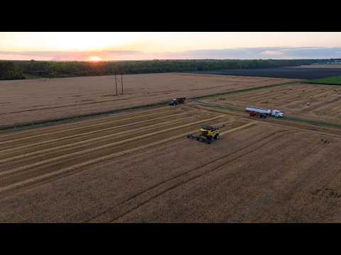 Collaborating to support regenerative wheat agriculture [Video]