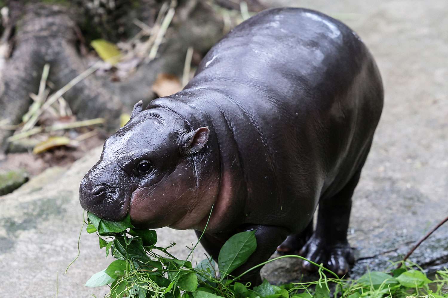 Viral Pygmy Hippo Moo Deng Gets Official Song Released in 4 Languages [Video]