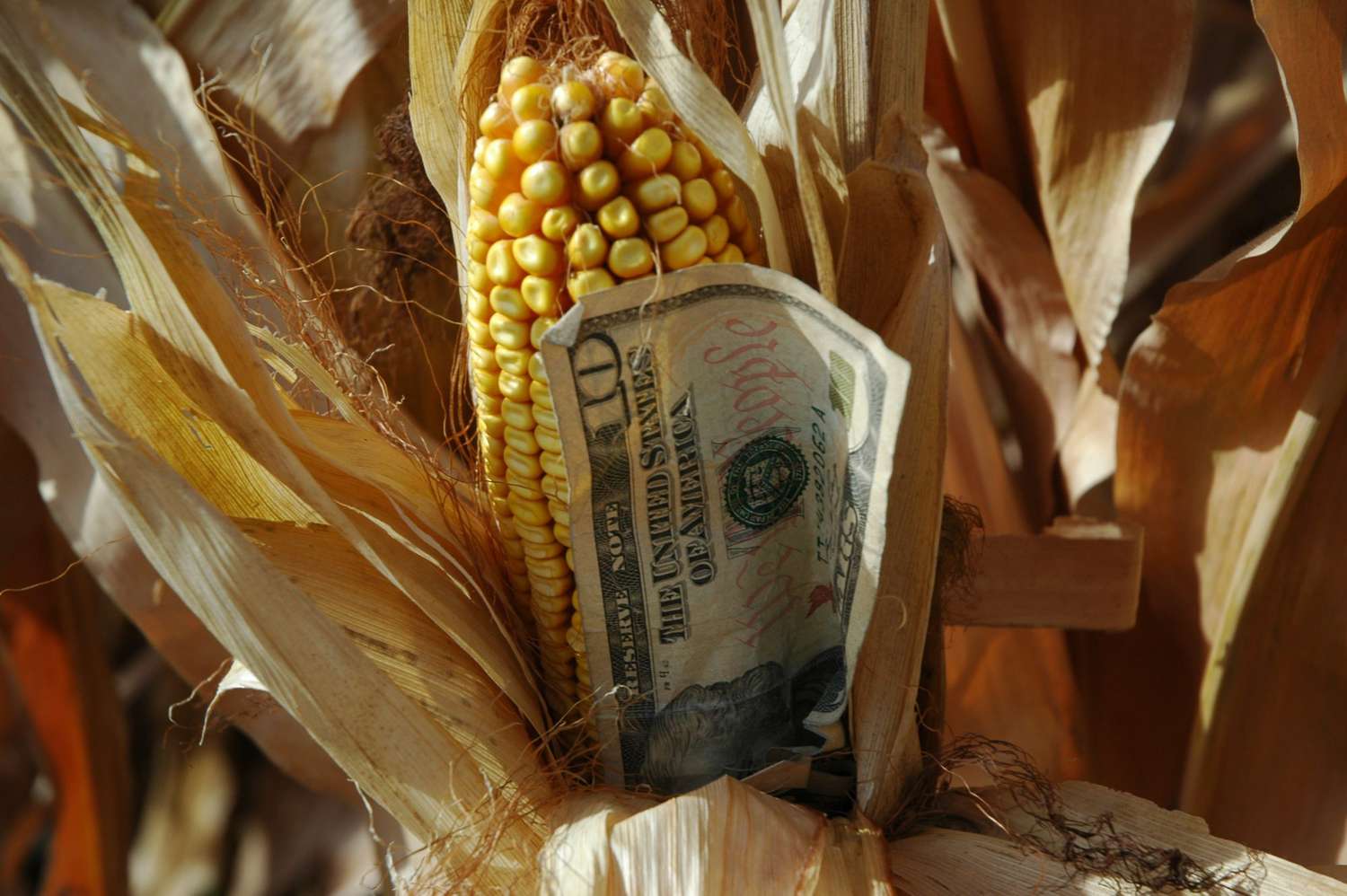 Corn Closes Down 2 | Wednesday, November 13, 2024 [Video]