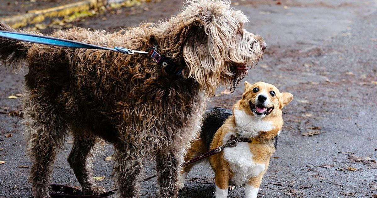 Josephine County Animal Shelter overflowing with dogs | Top Stories [Video]