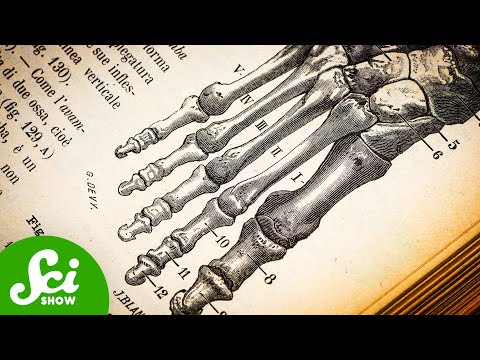 A Quarter Of All Your Bones Are In Your Feet [Video]