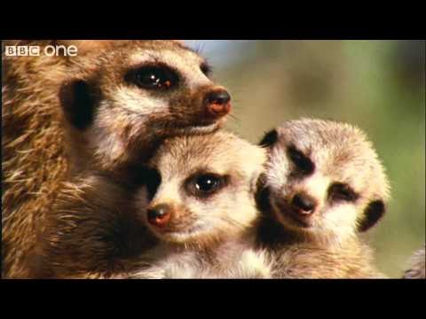 “What a wonderful world” (David Attenborough) [Video]