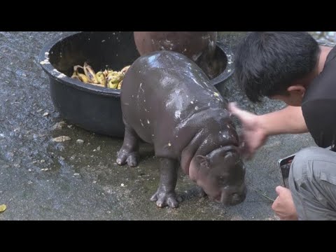 Pygmy hippo fever: Moo Deng now has a theme song • FRANCE 24 English [Video]