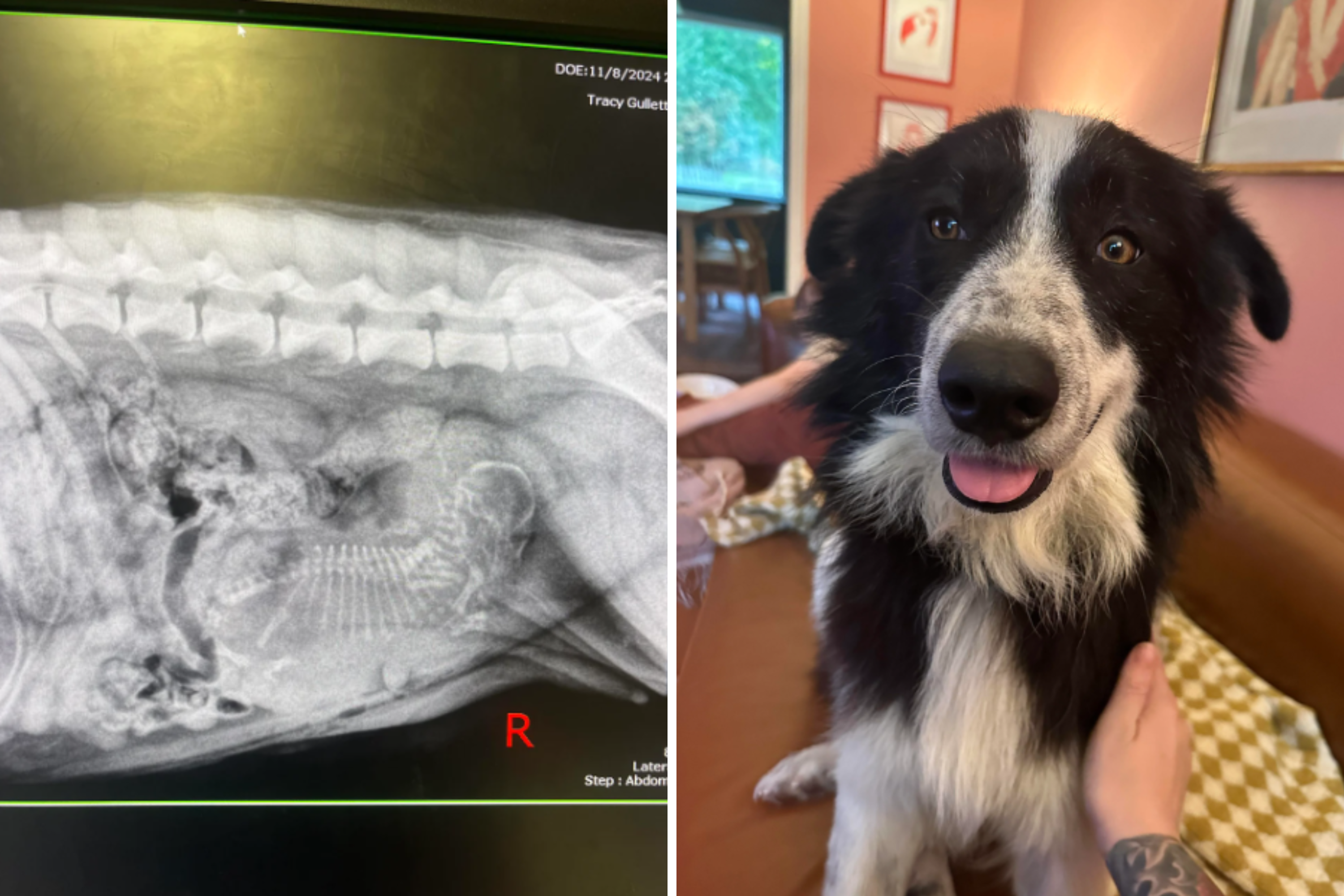 Owner Takes Rescue Dog To Be Spayed, X-Ray Uncovers Something Shocking [Video]