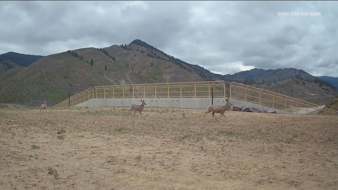 Protecting people and protecting animals: Idaho’s Highway 21 wildlife overpass shows success after year one [Video]