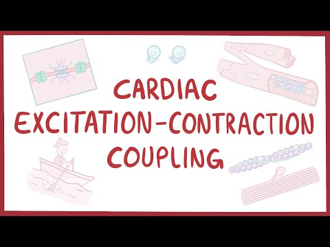 Cardiac excitation-contraction coupling [Video]