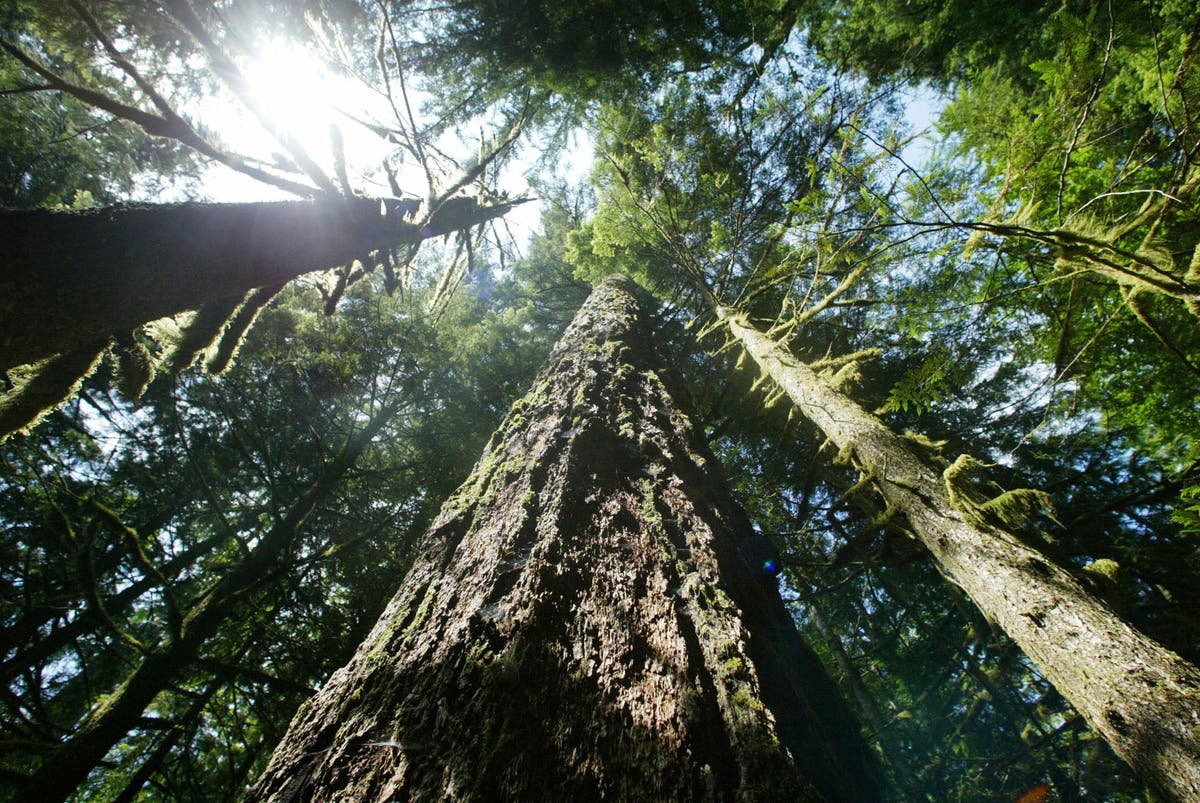 Feds want to allow more logging in Pacific Northwest to help curtail wildfires [Video]