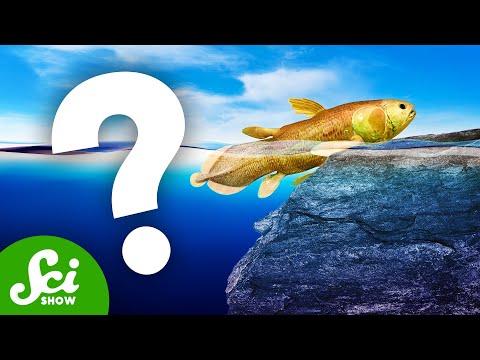 We Can’t Find the Most Important Fossils Ever [Video]