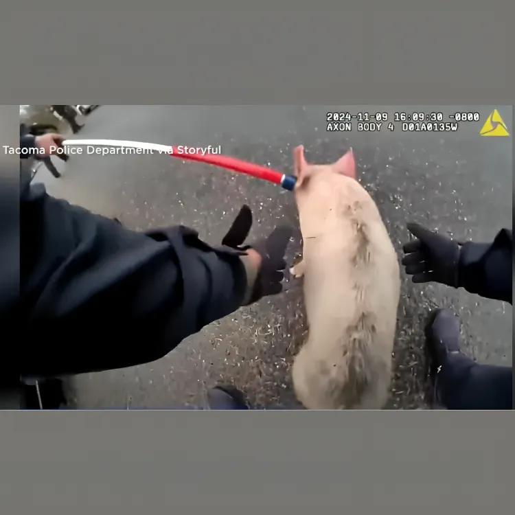 Notorious P.I.G. on the Loose: Police Chase Runaway Pig in Washington [Video]