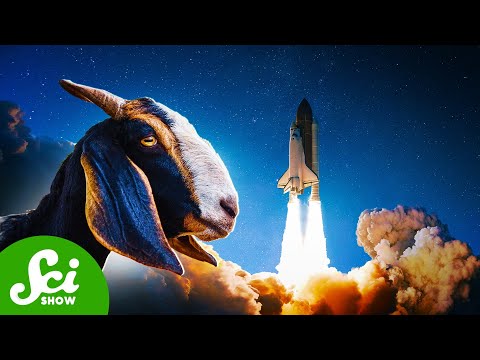 Space, Goats, and Climate Change [Video]