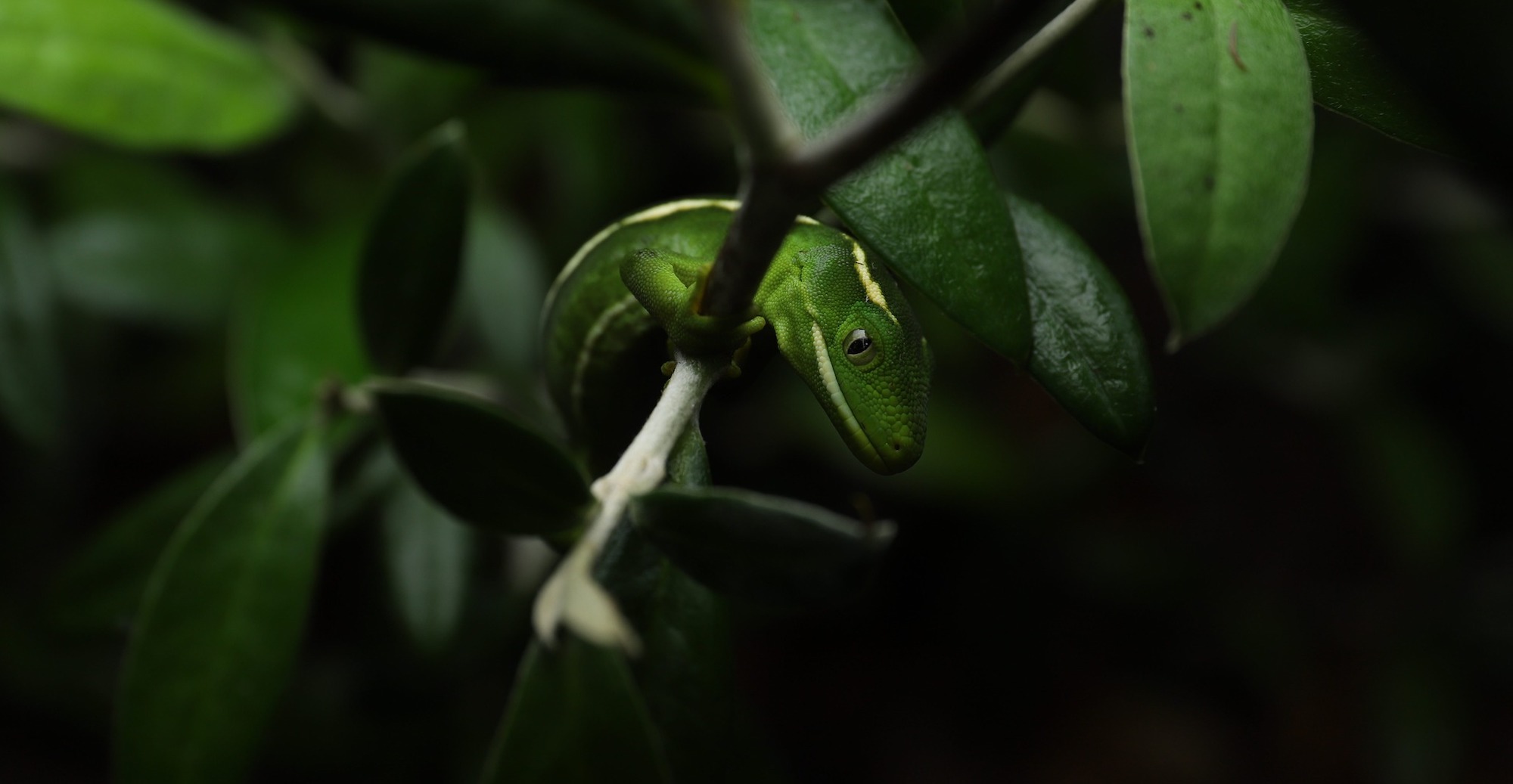 Wellington Zoo | carbon neutral & digital sustainability [Video]