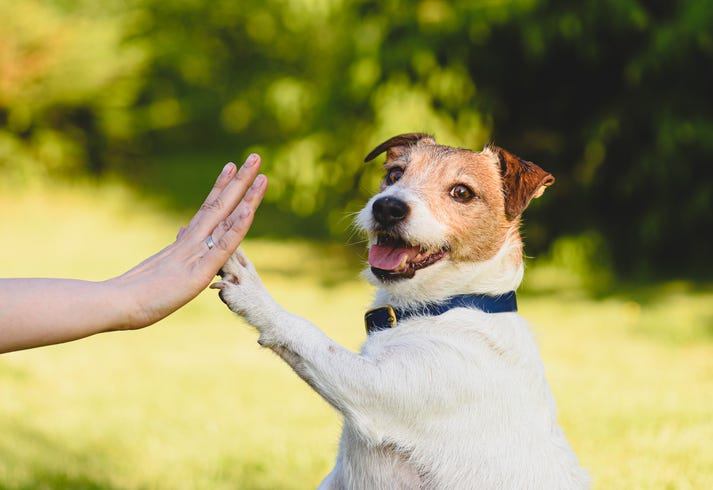 Frontwave Credit Union “Home for the Holidays” pet adoption [Video]