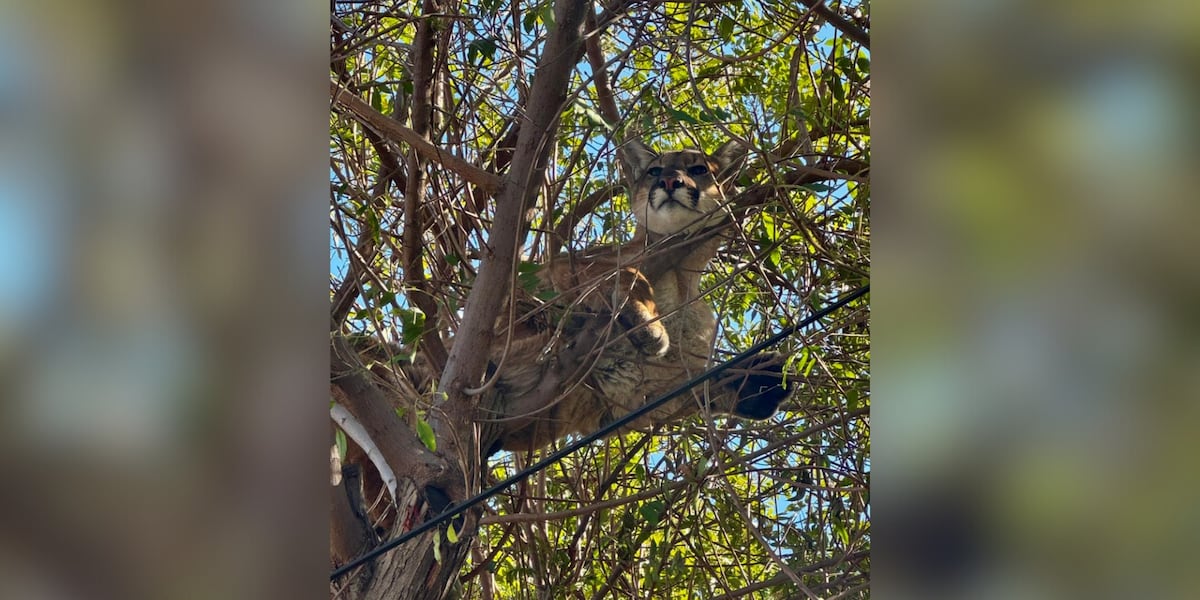 Wildlife officials rescue mountain lion from tree after family dog chased it [Video]