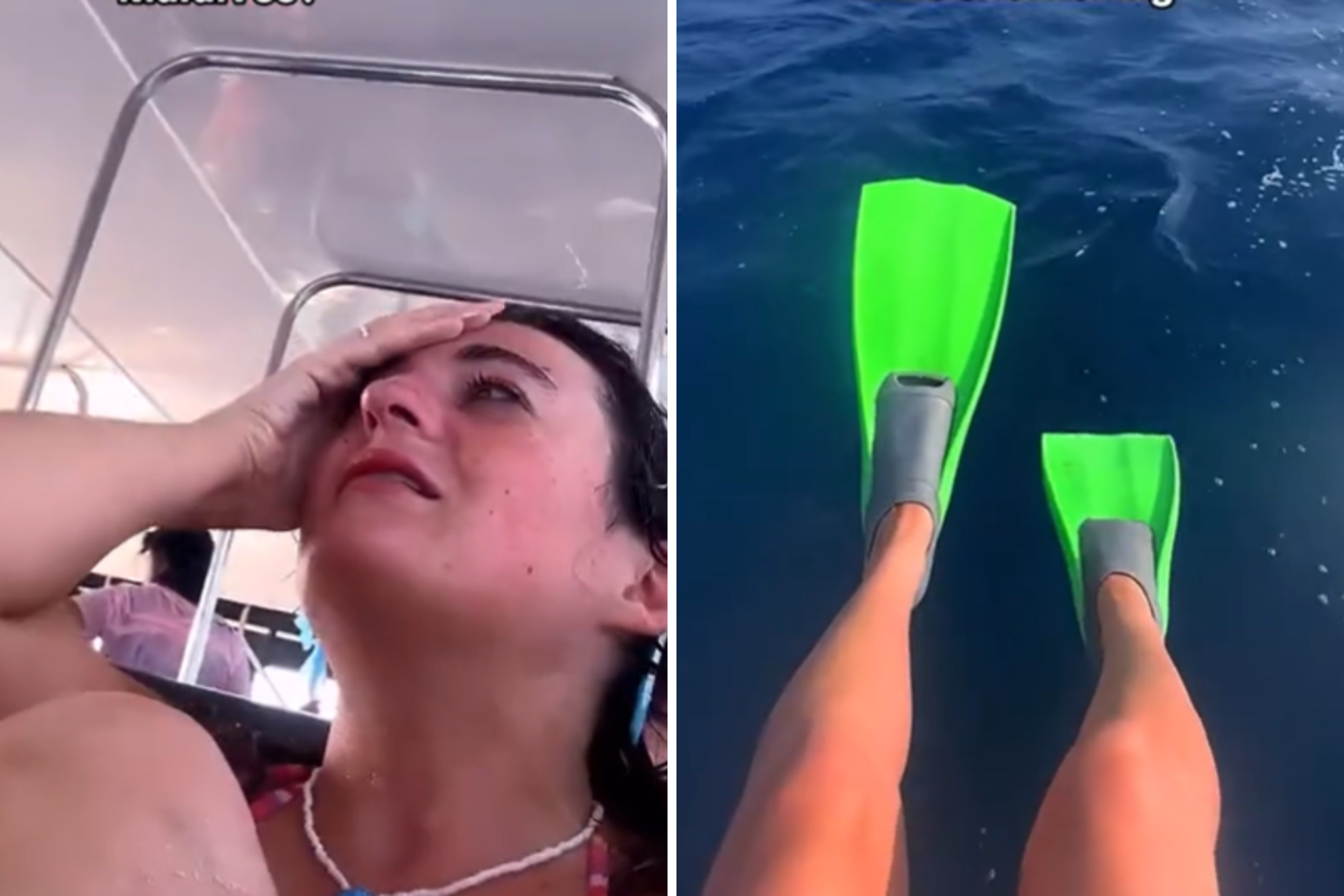 Snorkeler Channels Steve Irwin in Dream Encounter With Ocean Creatures [Video]