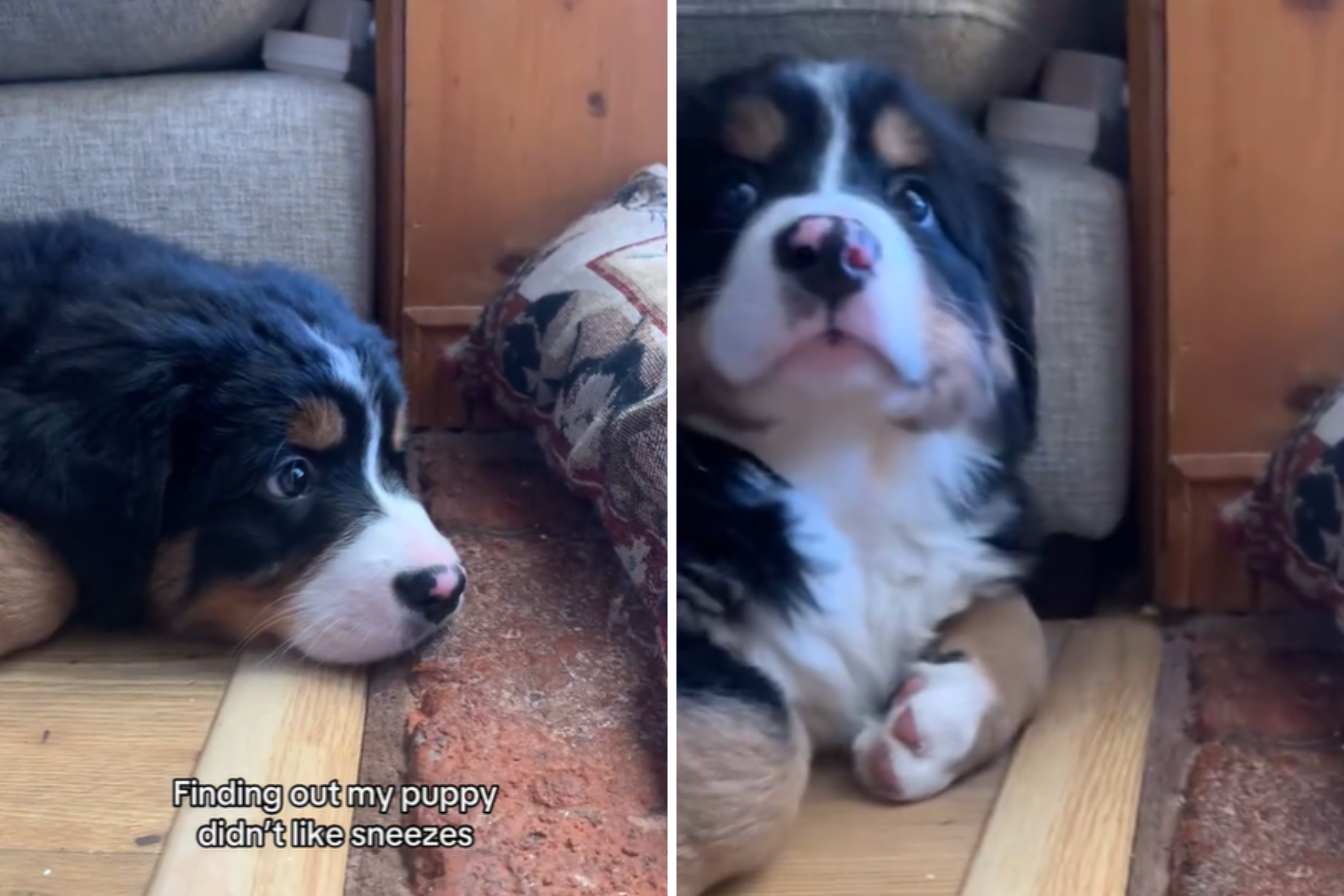 Watch Face of Bernese Mountain Puppy When She Experiences a Sneeze: ‘Valid’ [Video]