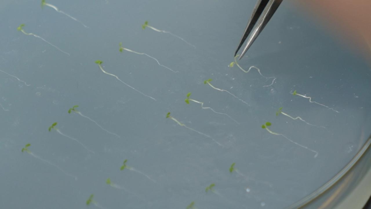 Inside a vegetable research lab in Pengzhou, Sichuan Province [Video]