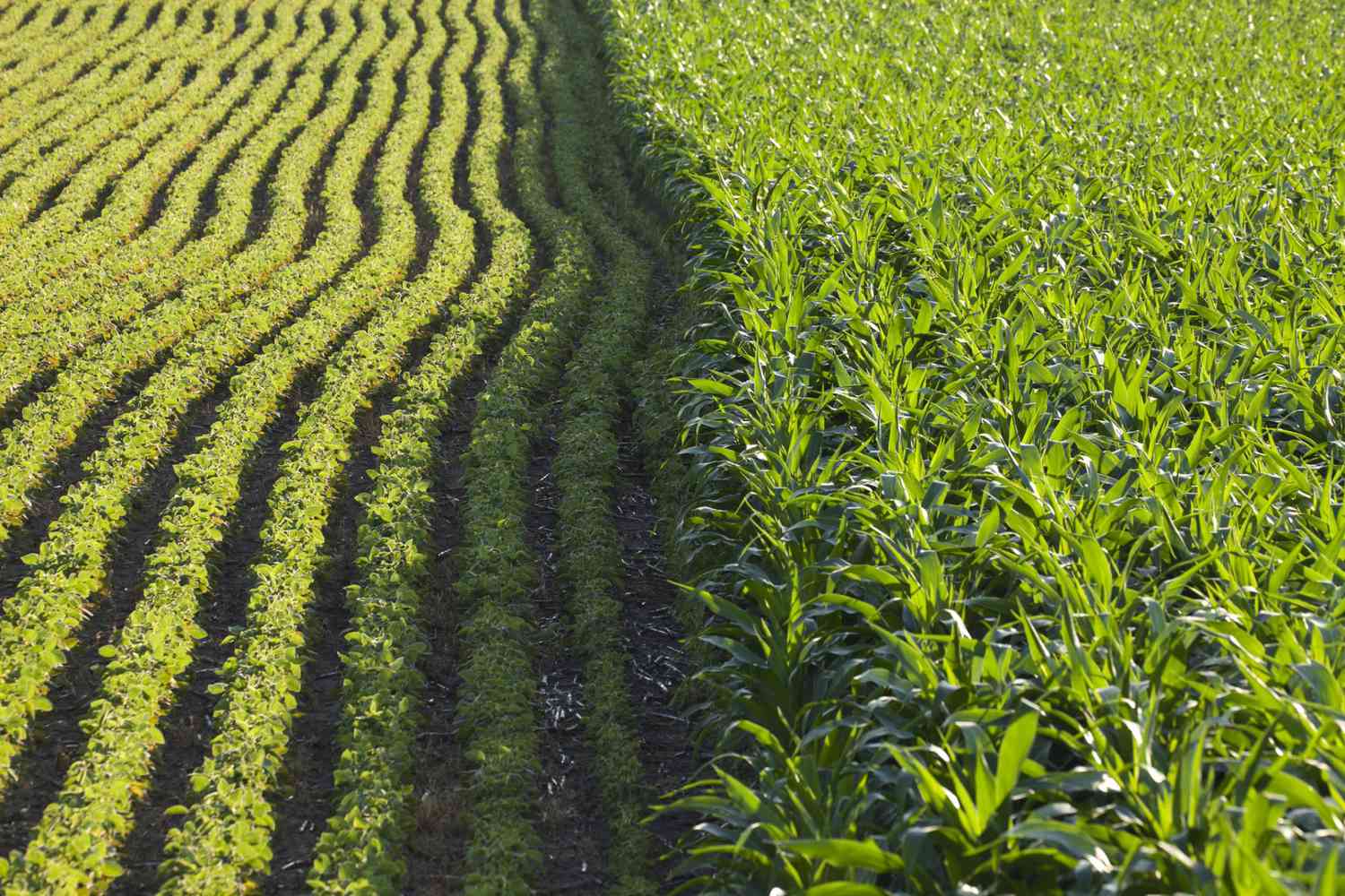 Technology and Farming Practices Expected to Outpace Lost Acres [Video]