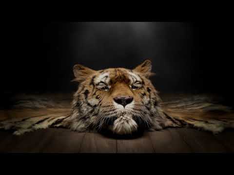 RAY WINSTONE GETS HEAVY WITH THE BIG CATS  Marketing Communication News [Video]