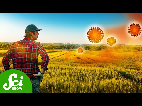 Wheat Is in Trouble. Can Science Save It? [Video]