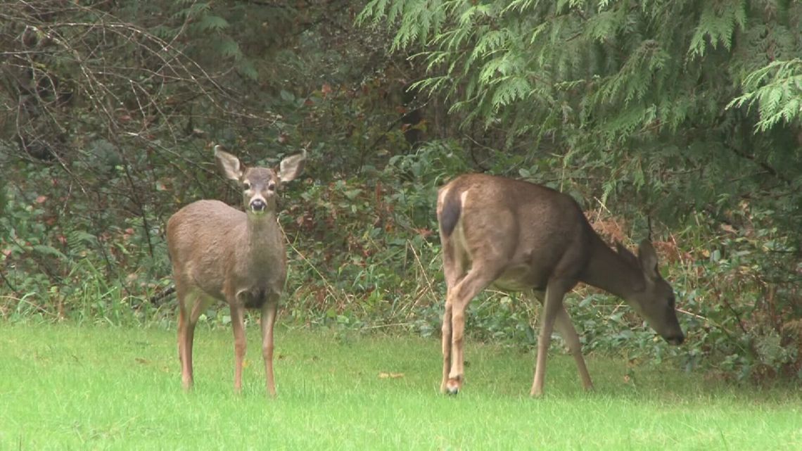 New initiative to track deer in Kent County aims to increase driver safety [Video]