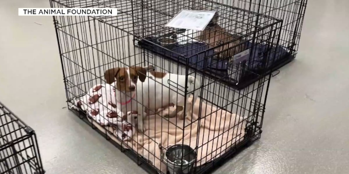 Las Vegas shelter overcrowded after taking in 30 dogs during slow season [Video]