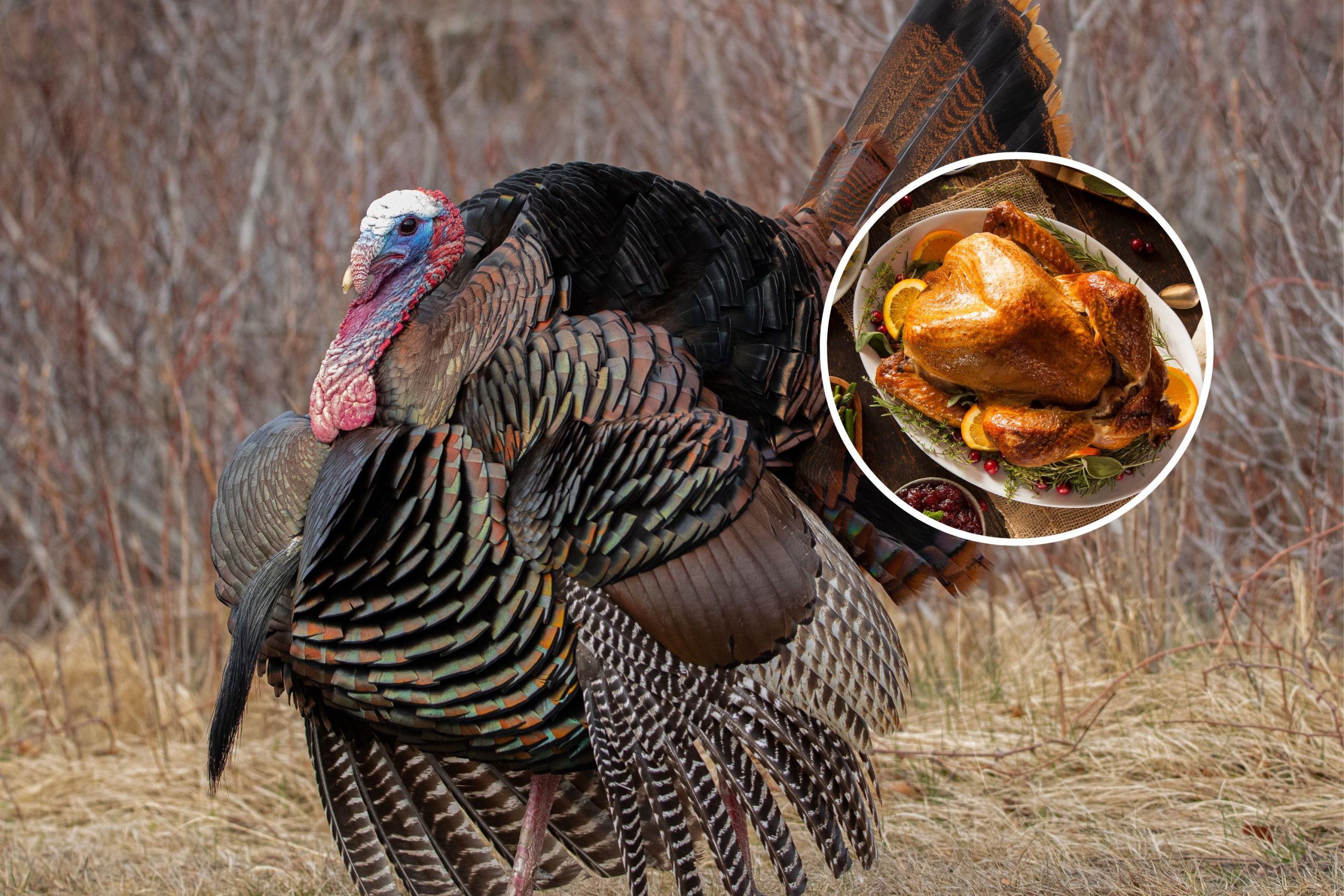 Thanksgiving Turkeys May Be Harder To Get in Future [Video]