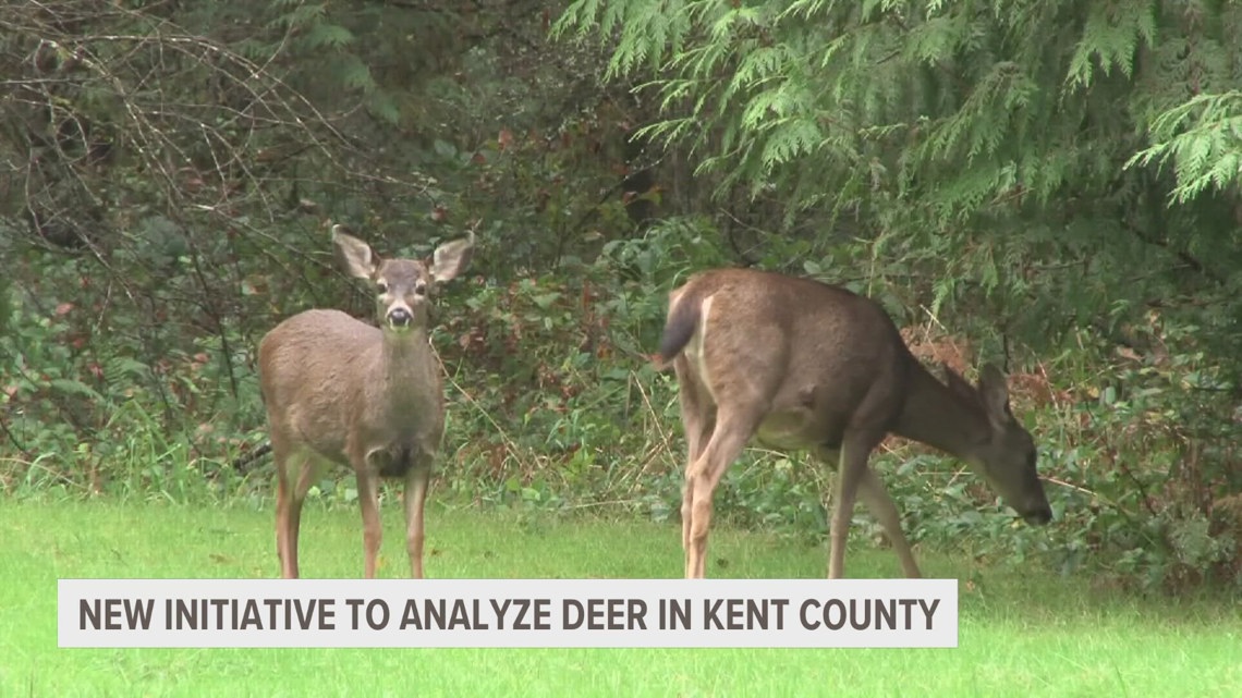 New initiative to track deer in Kent County aims to increase driver safety [Video]