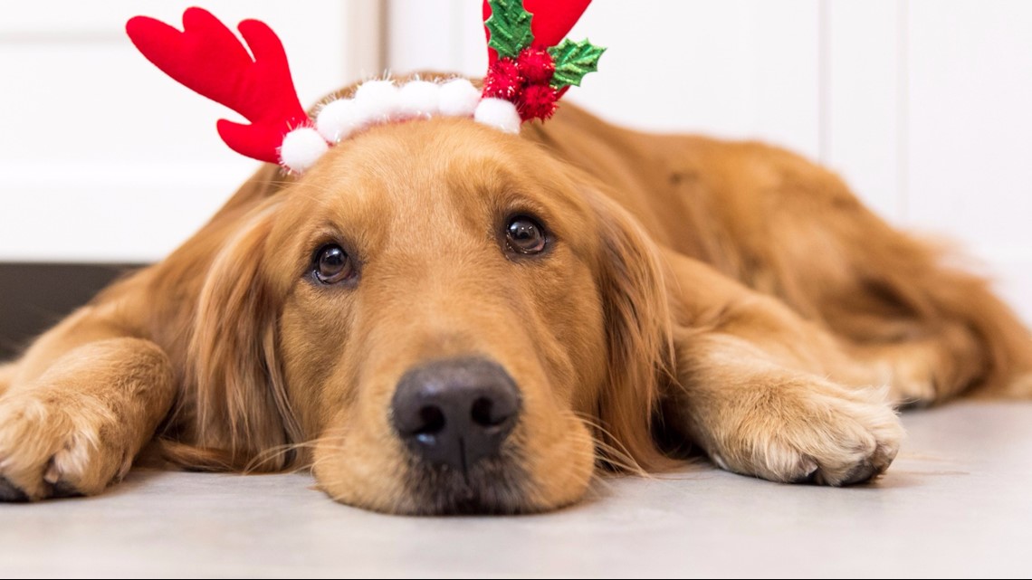 Holiday safety tips for your pets [Video]