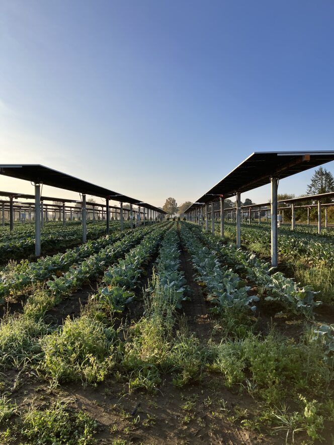 Expansion of Large-Scale Solar Power Generation on Farmland Is Underway [Video]