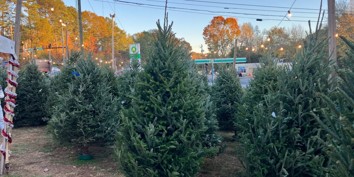 Christmas tree vendors see surge in customers on Black Friday [Video]