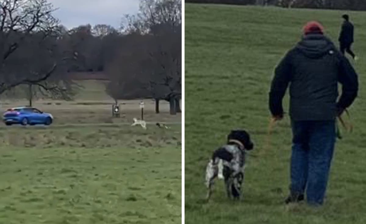 Horrifying moment deer is chased and killed by out-of-control dog in Richmond Park [Video]