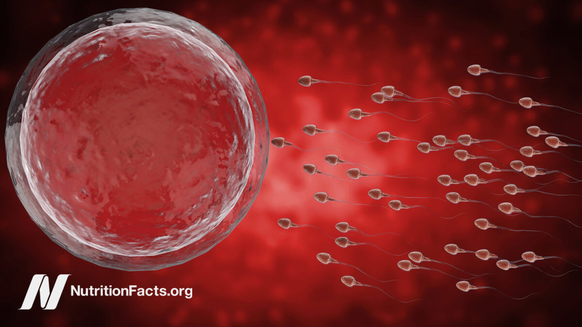 The Trade-Off Between Fertility and Longevity, and Causes of Precocious Puberty [Video]