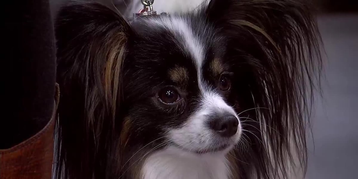 Therapy Dog Thursday at The Children’s Museum of the Upstate [Video]