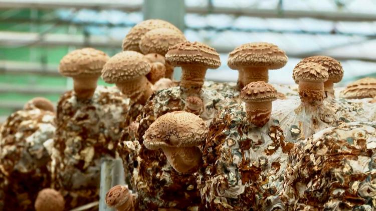 Mushroom business enters peak season in China [Video]