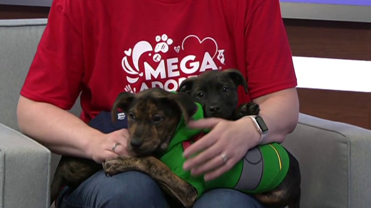 Dogs, cats, puppies and kittens! A preview of Brandywine Valley SPCAs Mega Adoption Event  NBC10 Philadelphia [Video]