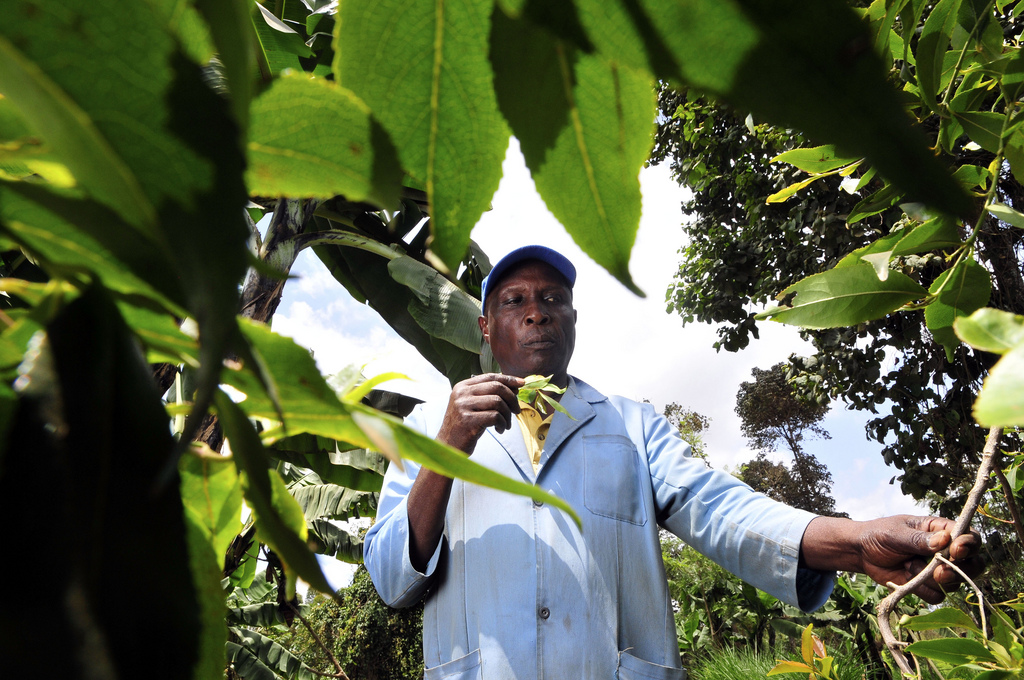 Kenyas Rural Farmers Profiting from Carbon Credits [Video]