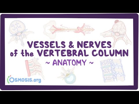 Vessels and nerves of the vertebral column: Anatomy [Video]