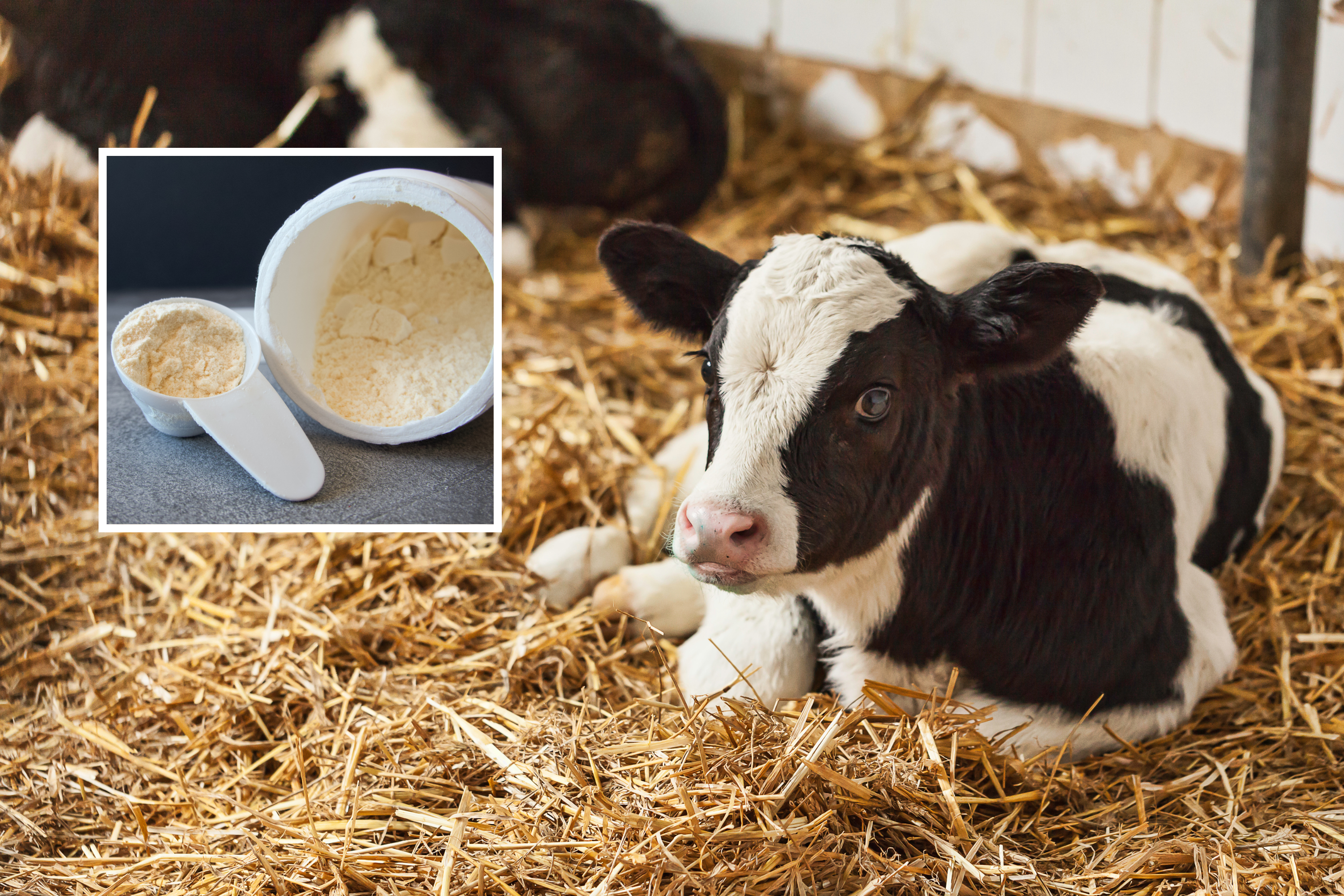 Colostrum: The ‘Cruel’ Wellness Trend Explained [Video]