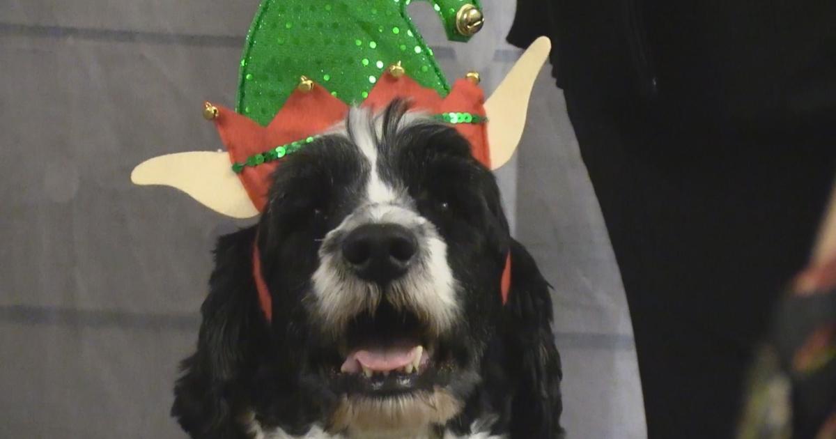 Getting festive with Santa Paws | News [Video]