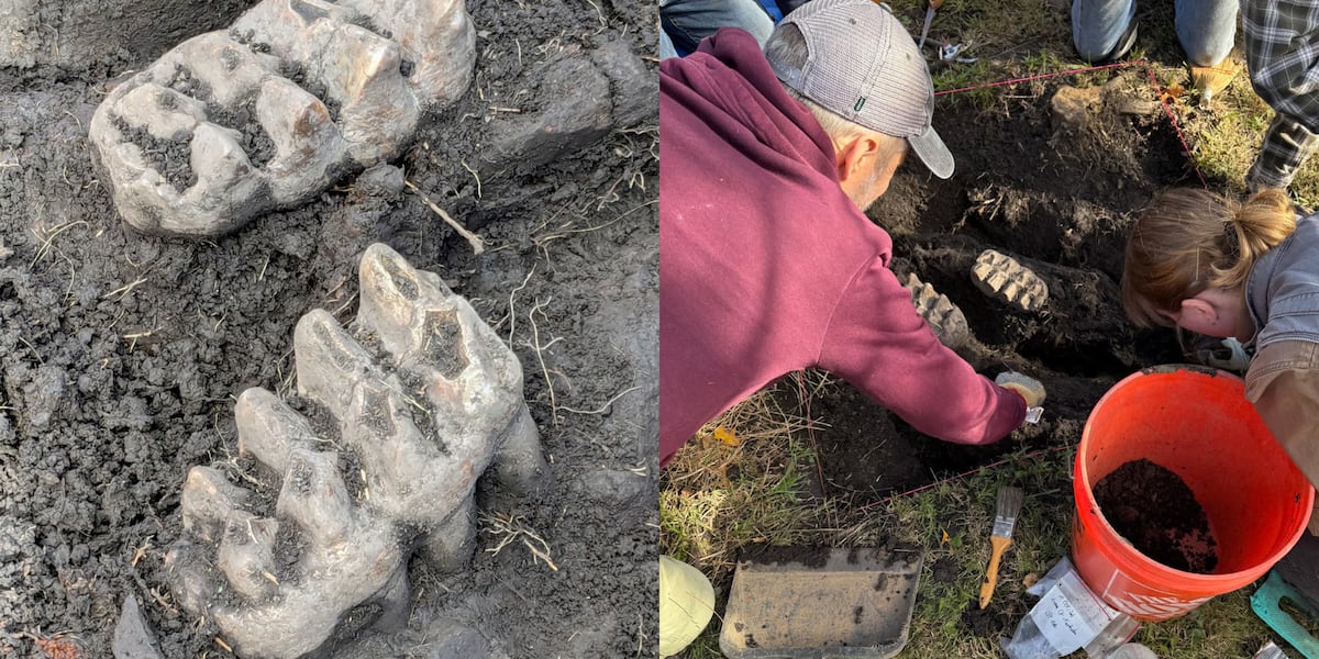 Homeowner uncovers a complete mastodon jaw while doing yardwork [Video]