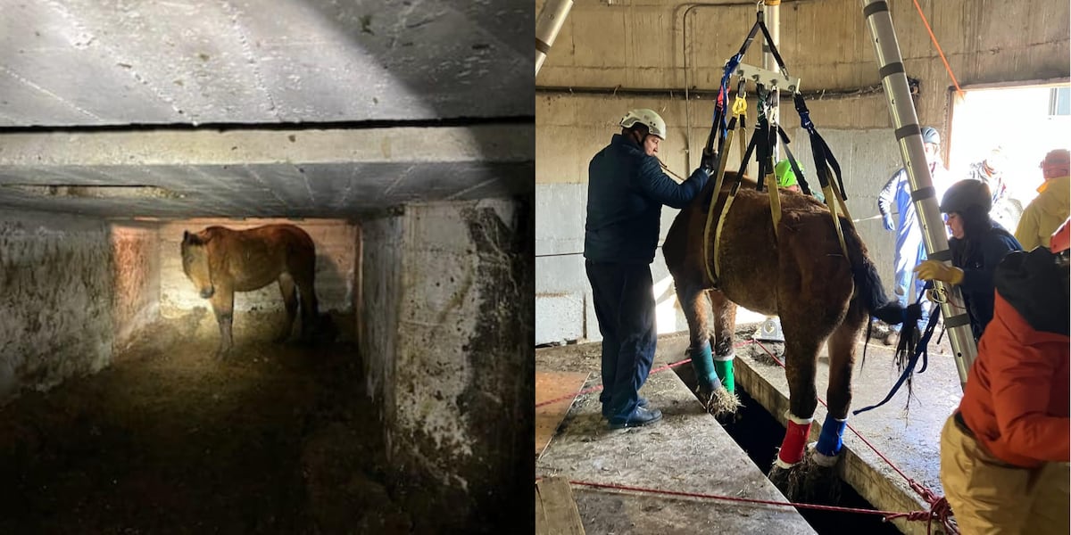 Horse rescued from abandoned grain silo after falling through 22-inch hole to basement [Video]