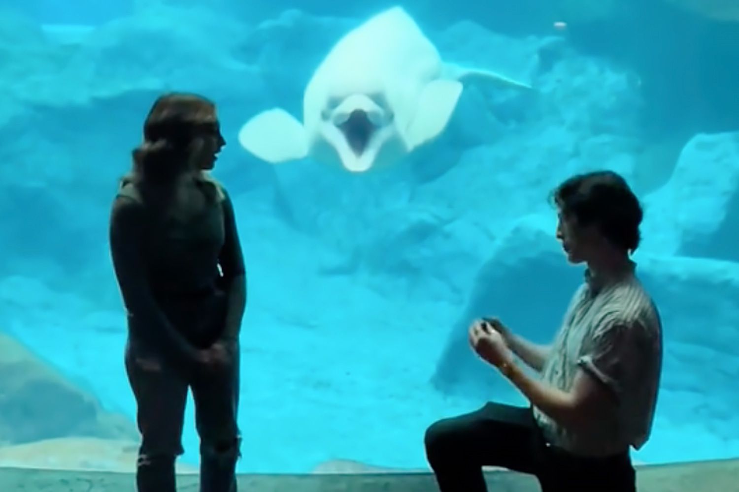 Beluga Whale Has Adorable Reaction to Proposal at Georgia Aquarium (Exclusive) [Video]