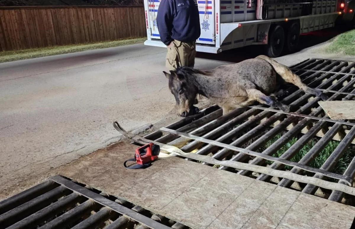 Fort Worth Fire Department rescues horse from cattle guard [Video]