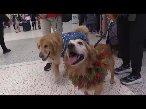 Houston volunteers and their pups spread holiday cheer at the airport [Video]