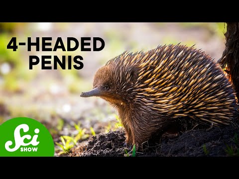 The 10 Weirdest Ways Animals Have Sex [Video]