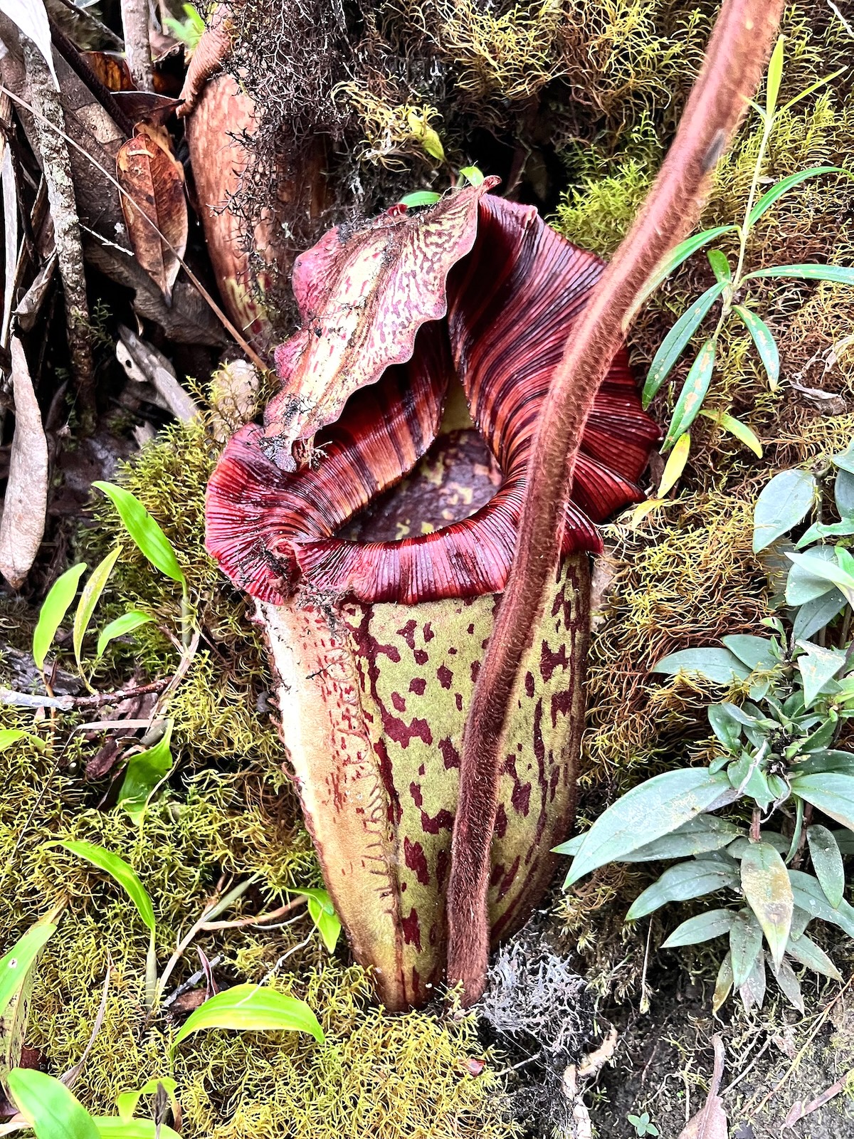 New Species of Orangutan-Colored Pitcher Plant Discovered in Mountains of Borneo [Video]